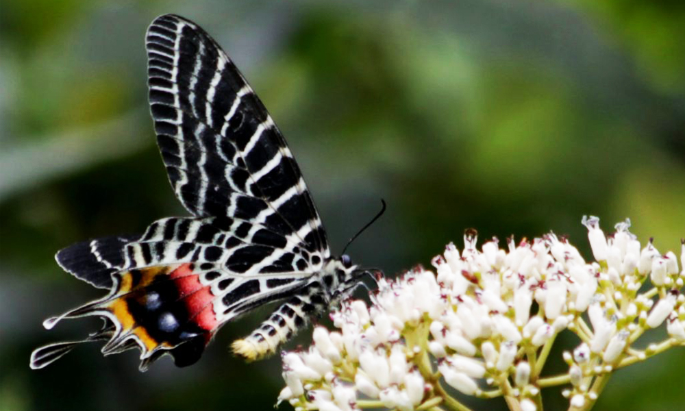 National Butterfly