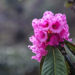 Rhododendron Festival – 13 to 14 Apr, 2024