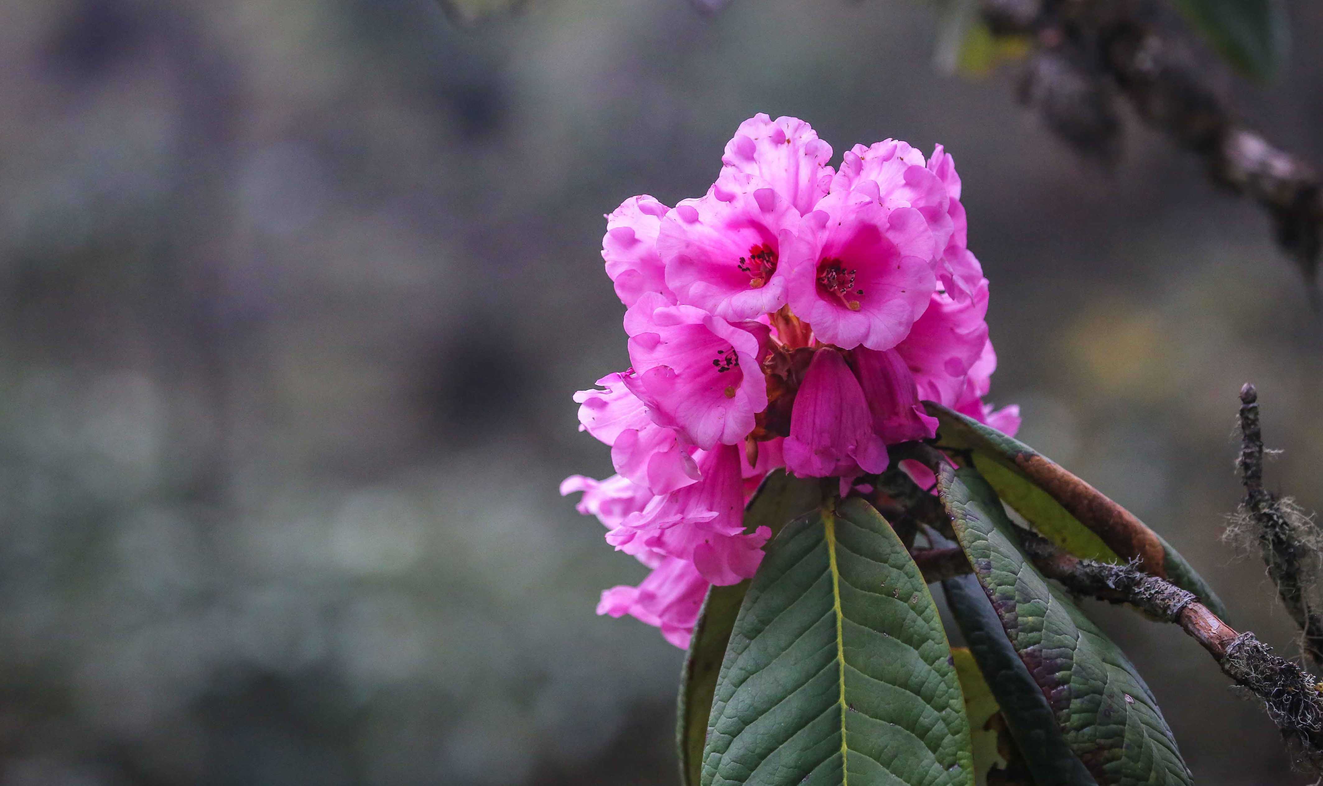 Rhododendron Festival – 17 to 19 Apr, 2020