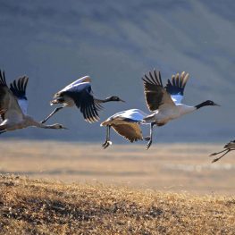 Black Necked Crane Information Center