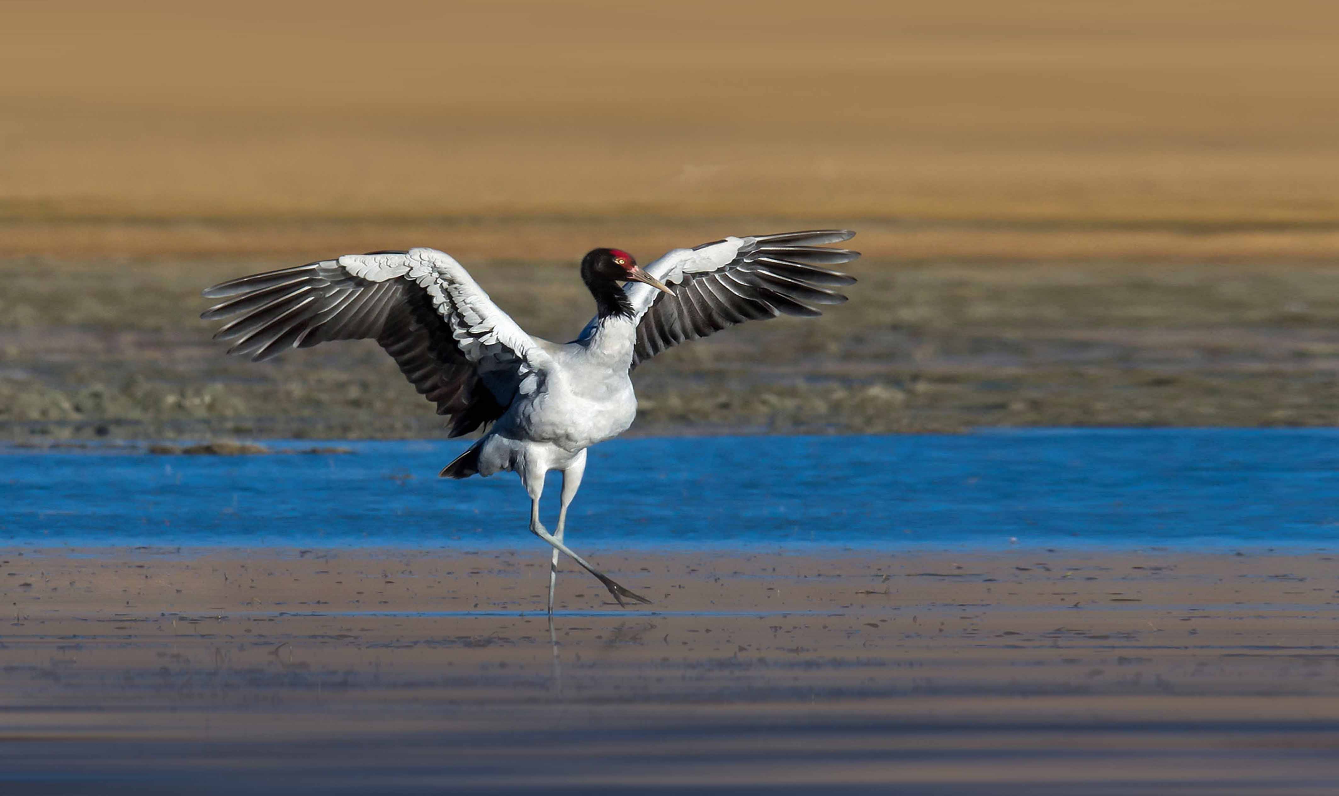 6 Nights 7 Days – Black Necked Crane Festival Journey