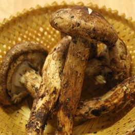 Genekha Mushroom Festival – 15 & 16 Aug, 2024