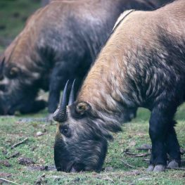 Motithang Takin Preserve