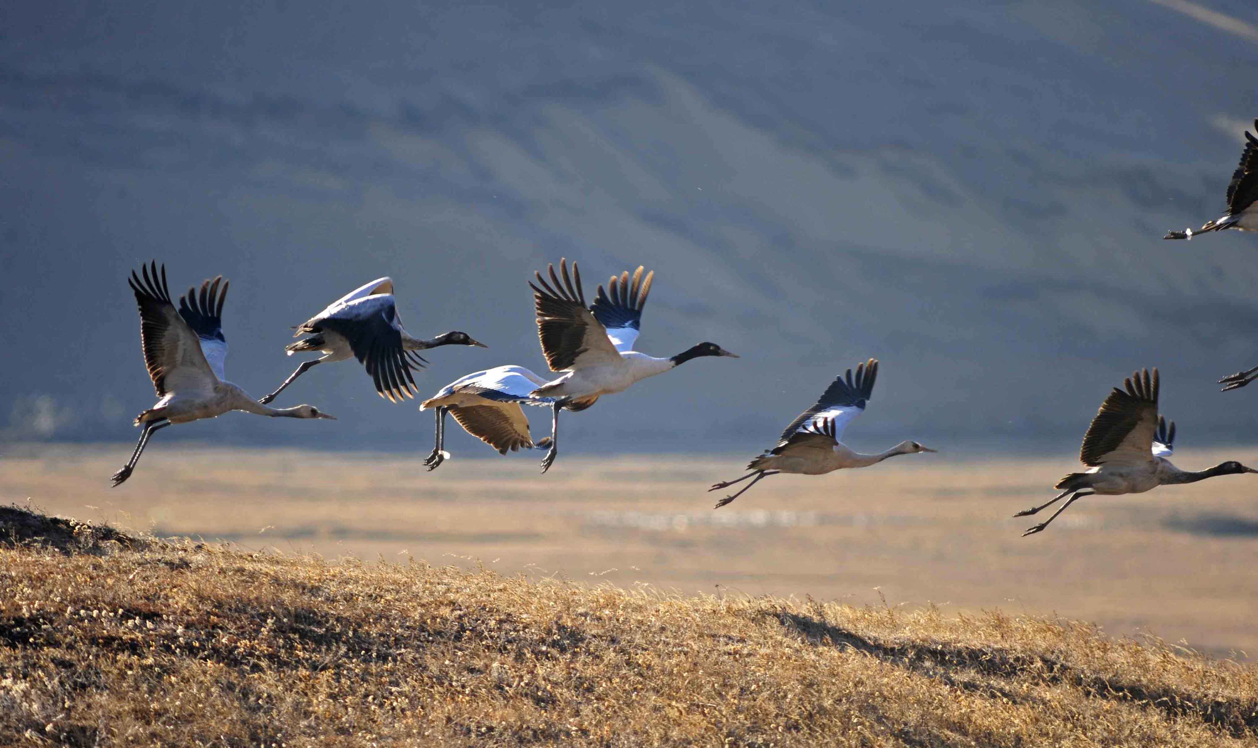 6 Nights 7 Days Black Necked Crane Festival